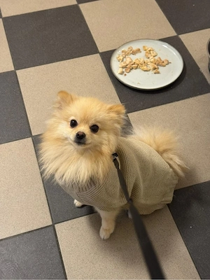 Unser Hund sucht ein neues Zuhause