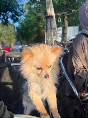        Lieber Hund sucht neues Zuhause