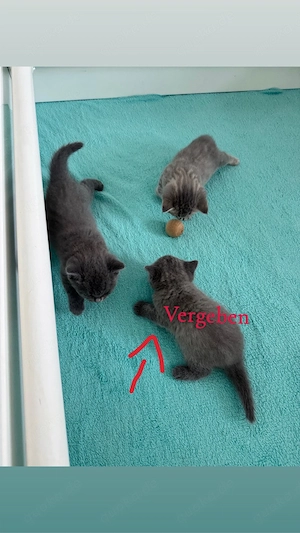 BKH Kitten