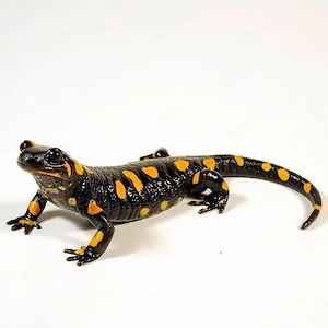 2 Feuersalamander Nachzuchten abzugeben 