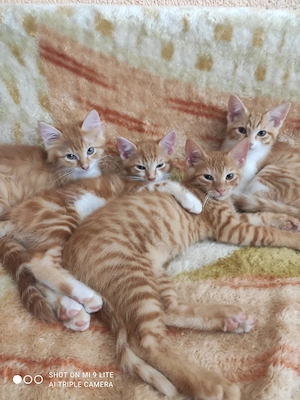Vier  Mix Babykatzen