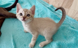 Zuckersüße Tabby Point & Choco Tonkanesen Kitten