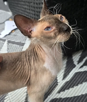 Sphynx Katze 