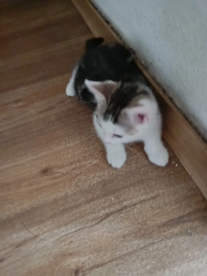 BKH Kitten 12 Wochen Glückskatze