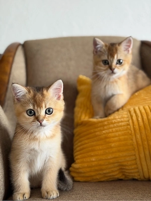 Britisch Kurzhaar Kitten in liebevolle Hände abzugeben