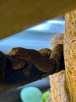Terrarium mit Jungeferngeckos (Lepidodactylus lugubris)