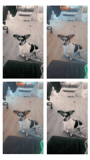 Kleine jack russel- Chihuahua hündin