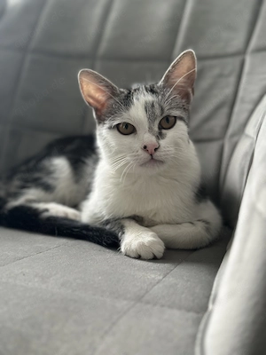 Katze abzugeben ! Keine Notabgabe , nur an best Platz! 