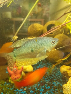 fadenfische paar abzugeben 