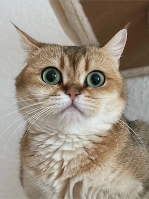 britisch kurzhaar katze 