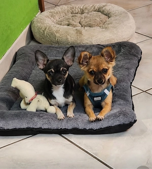 Rocky sucht ein liebevolles Zuhause     