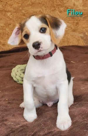 Beagle Welpen 