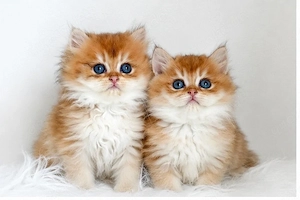 BKH BLH golden shaded Kitten