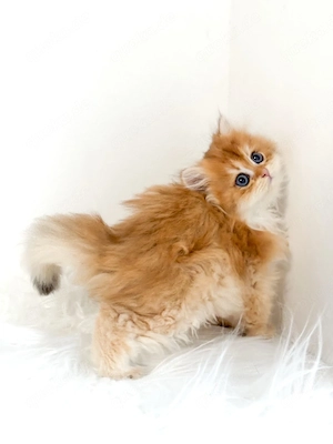 BKH BLH golden shaded Kitten abholbereit  Bild 5