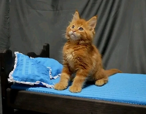 Gesunde, entwurmte Maine-Coon-Kätzchen