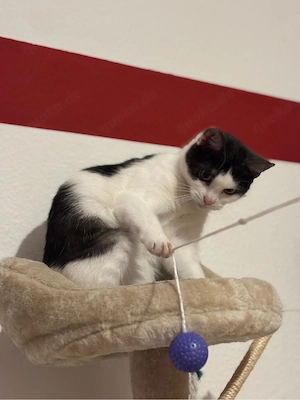 schwarz weiße hauskatze