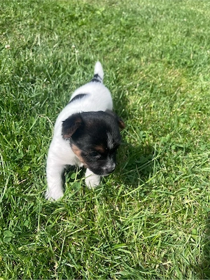 Biewer Yorkshire Terrier Welpen Rüden