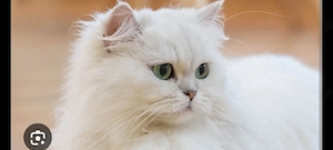 Suche Perserkatze 