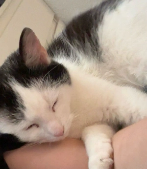 kater abzugeben 