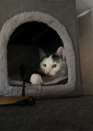 kater abzugeben