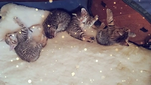 Katzenbabys abzugeben