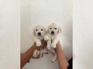 Golden Retriever Welpen in Cremeweiß ? Mit Ahnentafel