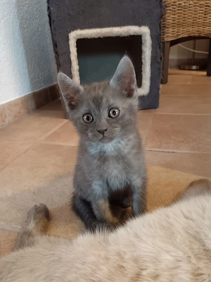 Maine Coon - BKH Kitten Junge