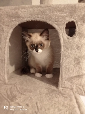 Ragdoll mit Stammbaum 