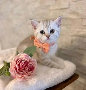 4 wunderschöne BKH Kitten (ab 18. Juni   genau 12 Wochen)   Eltern genetisch gesund!   