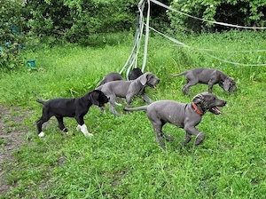 Deutsche Doggen Welpen in blau 