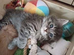 Maine Coon - BKH Kitten