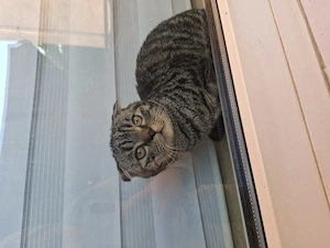 Kitten Mix zu verkaufen 