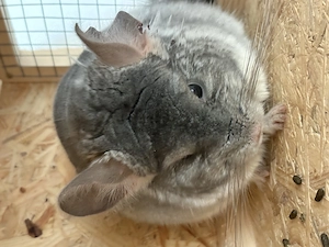 Chinchilla Fluffy 