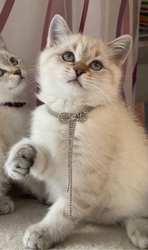 Zuckersüße BKH TabbyPoint Kitten sucht ihr liebes Für-immer Zuhause