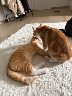 2 männliche 4Monate alte Kätzchen 
