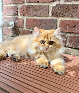 Zauberhaftes BLH Golden Chinchilla Mädchen sucht liebevolle Familie