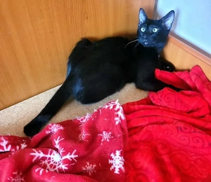 Tom & Ruby - Tolle Lackfellchen suchen spannende Familie Bild 5