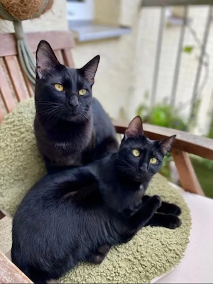 Tom & Ruby - Tolle Lackfellchen suchen spannende Familie