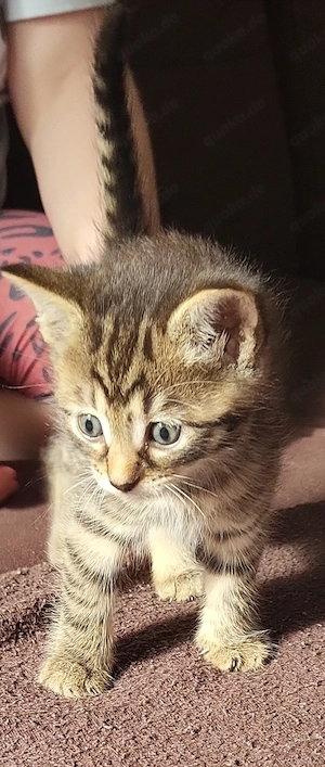 Kleines Maine coon Mix mädchen sucht Zuhause 