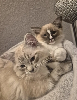 2 reinrassige Ragdoll Brüder, (Jungtiere) suchen gemeinsam ein Zuhause!