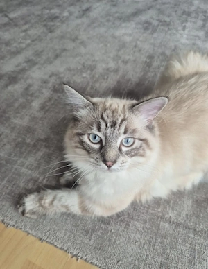 2 reinrassige Ragdoll Kater (Jungtiere) suchen gemeinsam ein neues Zuhause