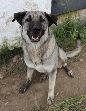 Yara, geb. ca. 05 2025, lebt in GRIECHENLAND, im städt. Tierheim Serres 