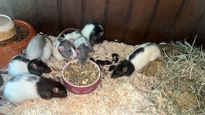 Verkaufe Futtertiere ( Ratten )