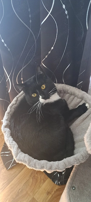1 Jähriger Kater sucht neues zu hause 