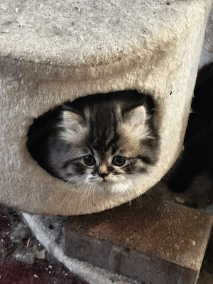 Perserkatze
