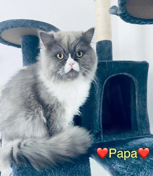 * Perserkatze *