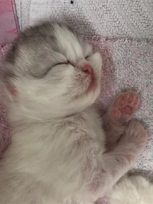 * Perserkatze *