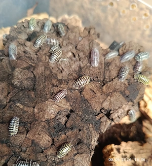 Armadillidium maculatum