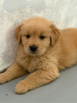Golden Retriever Amerikanische line Rüde 