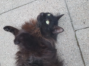 Katze (Maine Coon mix) sucht ein liebevolles, neues Zuhause
